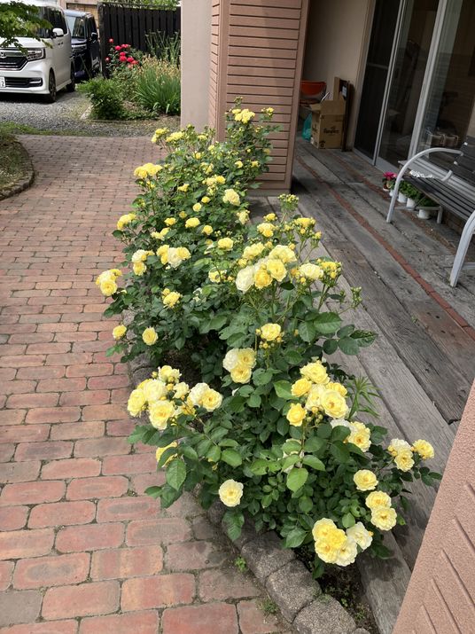 花咲く小道の庭