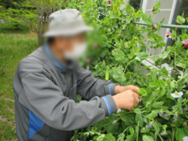 庭の手入れをする様子 庭   緑豊かな環境で、ゆったりとした時間を過ごせます。仕事の合間にリフレッシュが可能です。