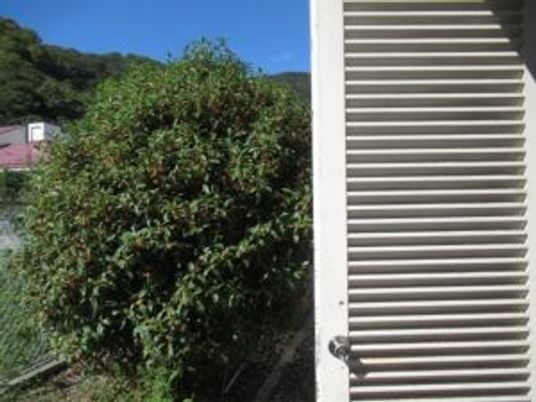 外観の植え込みと壁面  