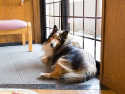 柴犬とベンチのロビー