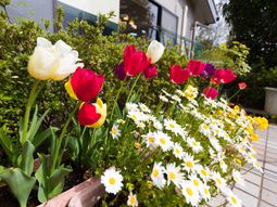 カラフルな花と緑の庭