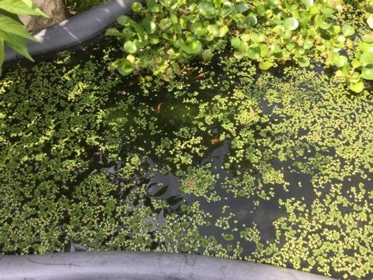 水面に浮く水草の池  