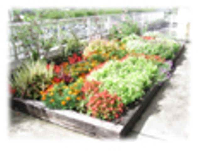 色とりどりの花壇 庭 色鮮やかな花々に囲まれたリラックスできる庭です。癒しの時間を感じられます。