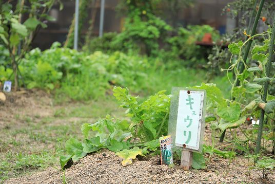 野菜が育つ庭