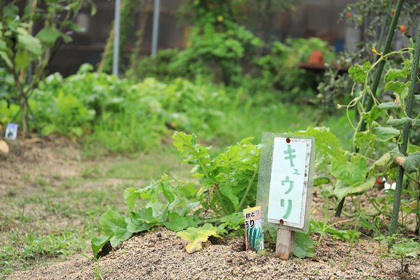 野菜が育つ庭