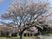 桜が咲く中庭  