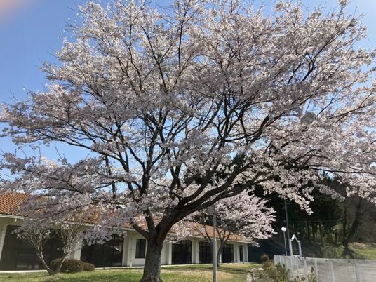 桜が咲く中庭  