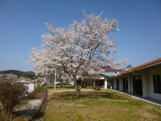 桜のある庭  