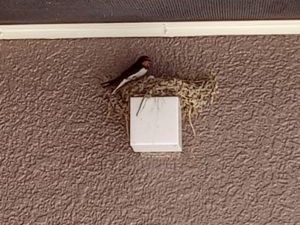 鳥のいる天井付近  