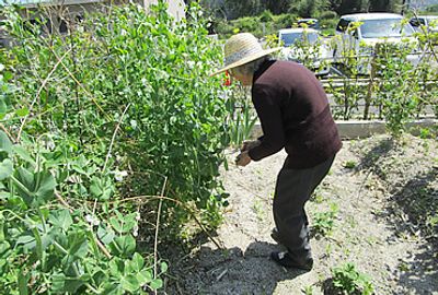 散歩中の屋外庭