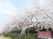 桜並木と施設看板の外観  
