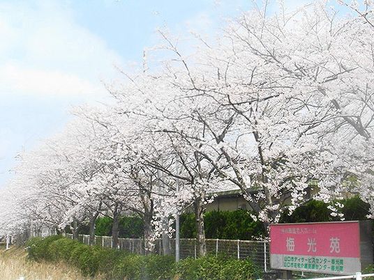 桜並木と施設看板の外観  