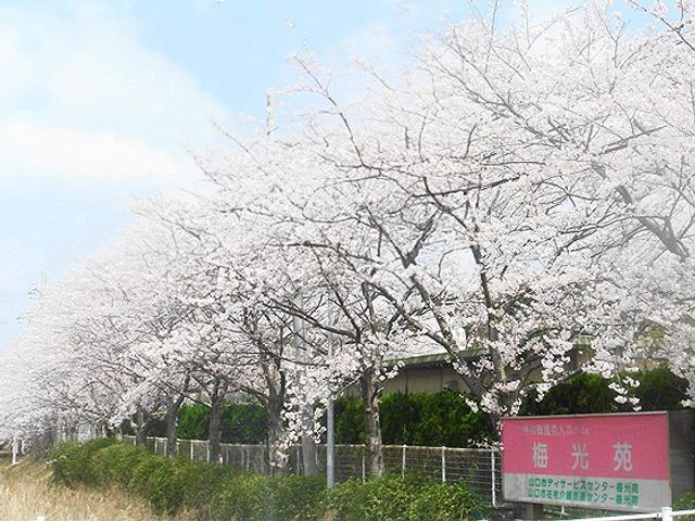 桜並木と施設看板の外観 外観   桜が並ぶ道沿いに建物が見え、敷地の入口に看板が設置されています。季節感のある落ち着いた雰囲気で、通いやすさを感じられます。