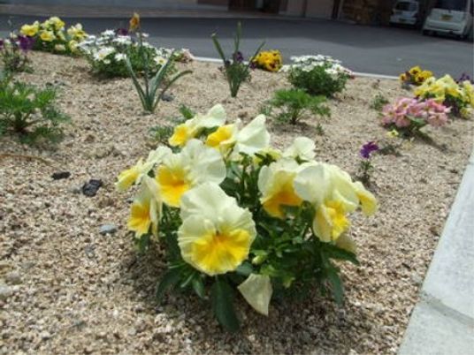 中庭の花壇の植物