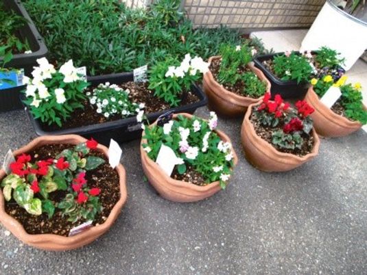 鉢植えが並ぶ庭先  