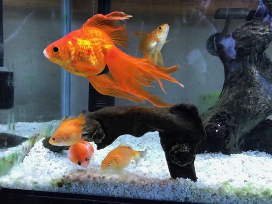 金魚が泳ぐ水槽  
