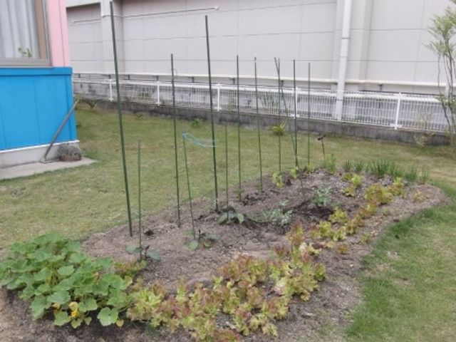 中庭の野菜作り風景 菜園 共同で手入れをする小さな畑があり、季節の野菜作りで利用者同士のコミュニケーションが育まれています。