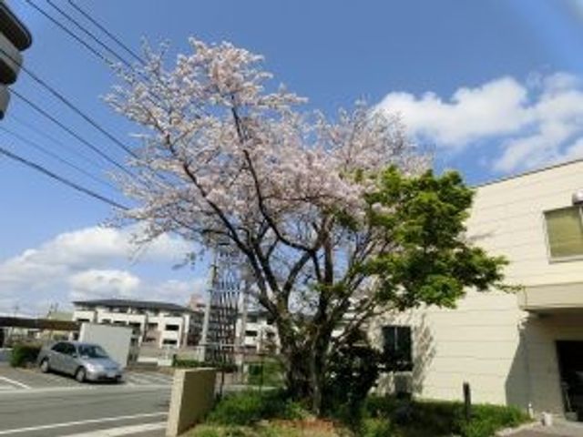 建物前の桜と青空の外観  