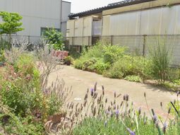 緑豊かな庭の景観