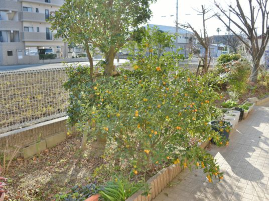 柑橘系の木がある中庭