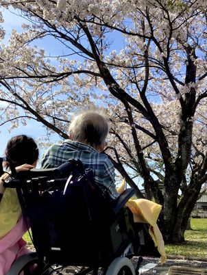 車椅子と桜が見える庭