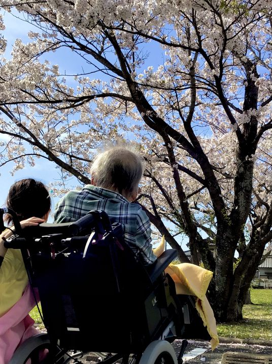 車椅子と桜が見える庭