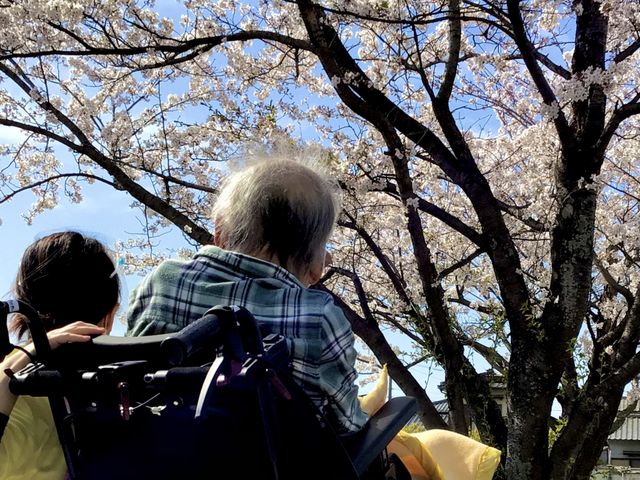車椅子と桜が見える庭 庭 車椅子に乗った方がスタッフと共に、満開の桜を楽しんでいる様子を伺えます。青空の下でのひとときです。