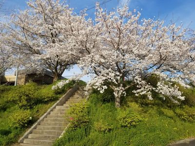 桜の咲く階段と庭  