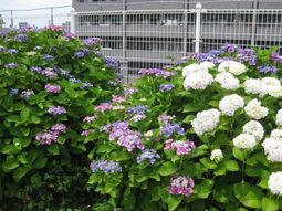 色とりどりの紫陽花の花壇