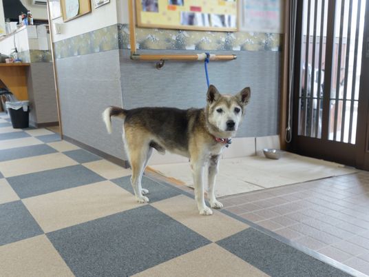犬がいるリビング空間