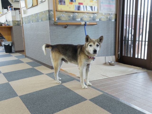 犬がいるリビング空間