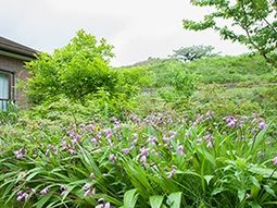 緑豊かな庭の風景