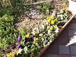 春の訪れを告げる中庭