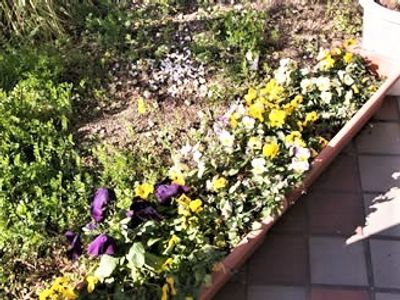 色とりどりの花が咲く中庭