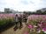 花畑でのふれあい活動