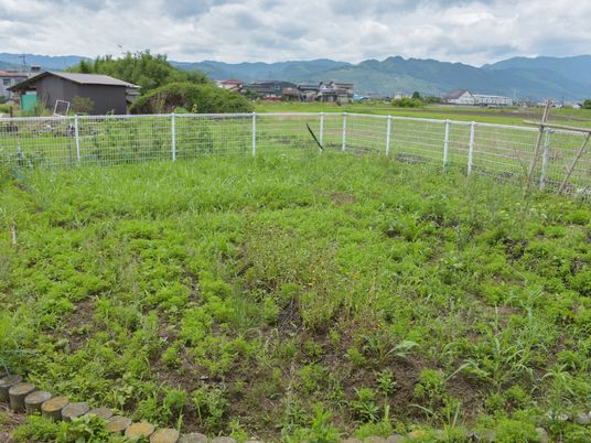 広々とした緑の庭
