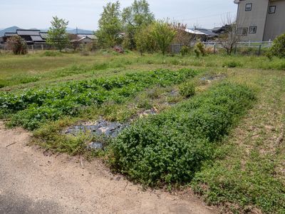 緑豊かな庭の風景