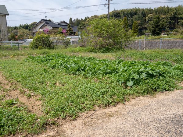 緑豊かな中庭