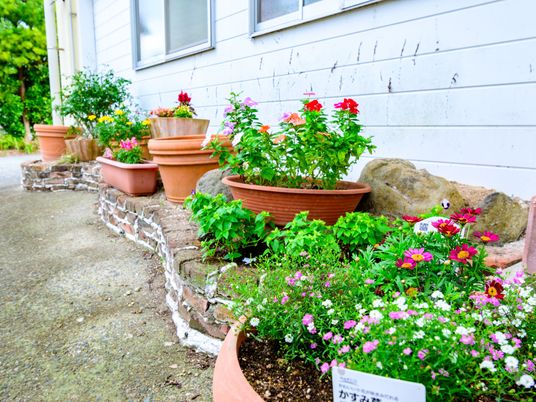 カラフルな花が植えられた庭