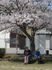 桜の木と共に憩う人々