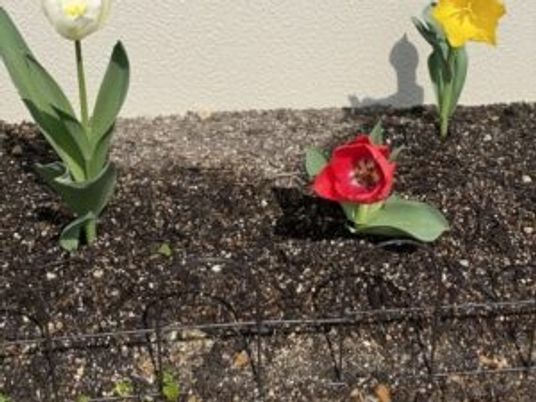 花壇の庭  