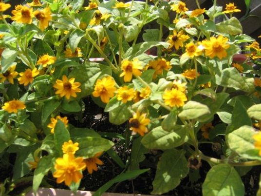 明るい日差しの中庭