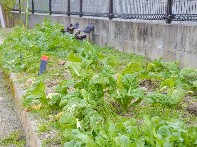 緑豊かな庭の一角 菜園 手入れが行き届いた庭で、居住者の方々がガーデニングを楽しまれています。やすらぎと潤いを感じるこの空間は、日々の暮らしに彩りを添えてくれるでしょう。