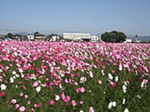 広がる色鮮やかな花畑