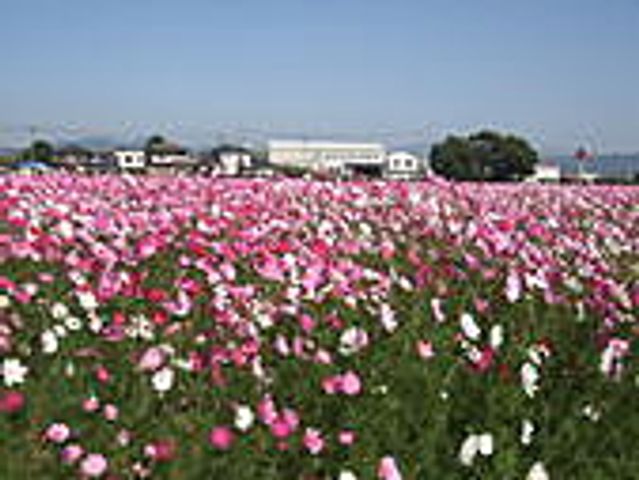広がる色鮮やかな花畑