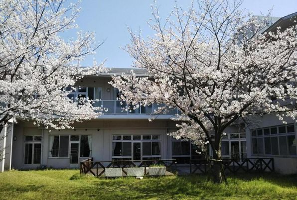 桜のある庭