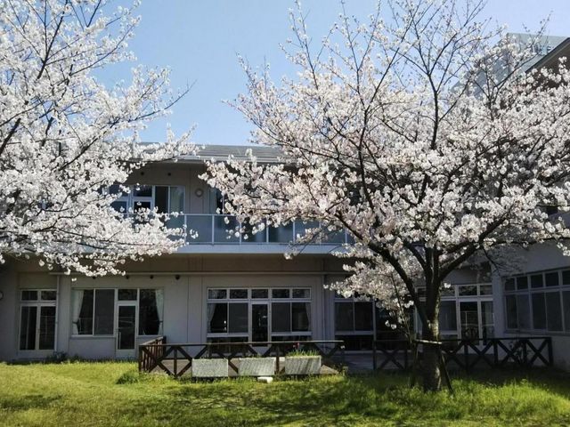 桜のある庭 庭 美しい桜が咲く庭です。四季折々の自然を感じながら、ゆったりと過ごすことができます。