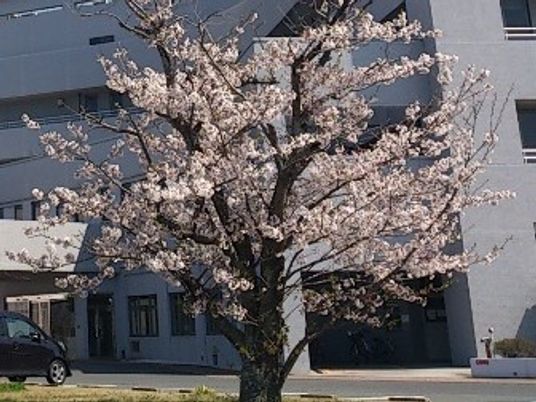 桜の木と建物の外観  