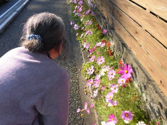 花を観る人の後姿