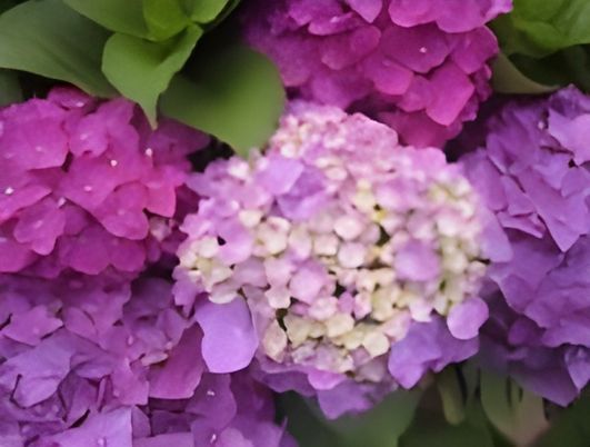 紫陽花の美しい庭景色